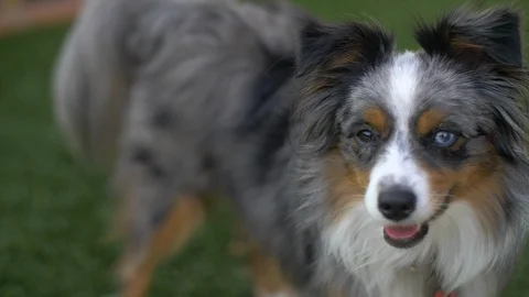 Miniature Australia Shepherd Stock Footage 102930177