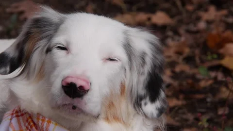 Miniature Australian Shepherd Looking into the Camera in Autumn Stock Footage 221260743