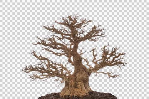 Miniature Bonsai tree branches structure shaping, winter leafless tree Stock Photos