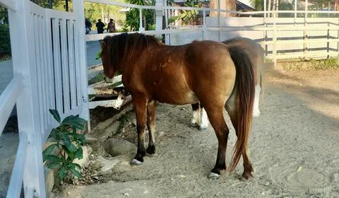 Miniature brown pony eagerly eats feed inside a rustic wooden stall, showca.. Stock Photos