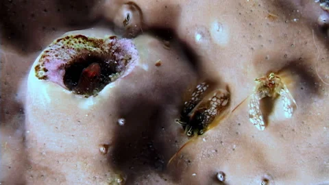 Miniature Creatures in the Underwater Ecosystem Video stock 334915076
