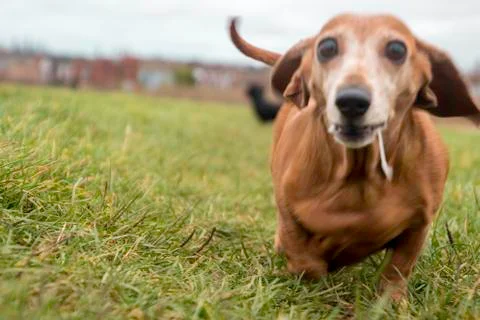 Miniature Dachshund Exercise Stock Photos