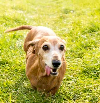 Miniature Dachshund Exercise Stock Photos
