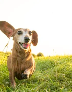 Miniature Dachshund Exercise Stock Photos