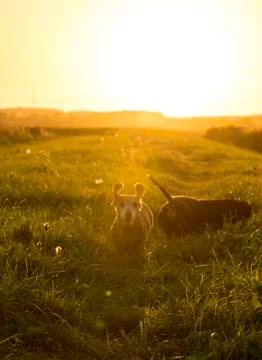 Miniature Dachshund Exercise Stock Photos