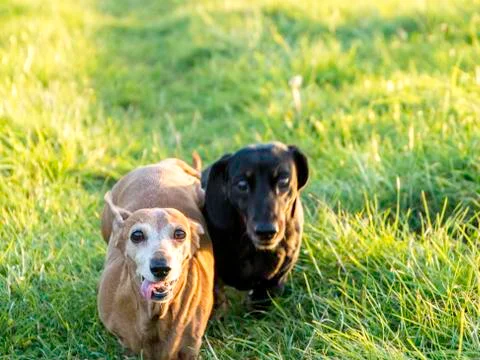 Miniature Dachshund Exercise Stock Photos