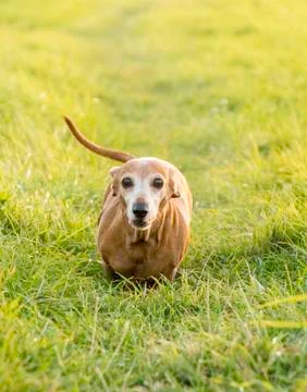 Miniature Dachshund Exercise Stock Photos