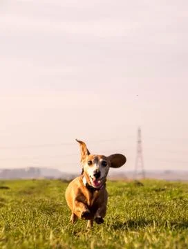 Miniature Dachshund Exercise Stock Photos