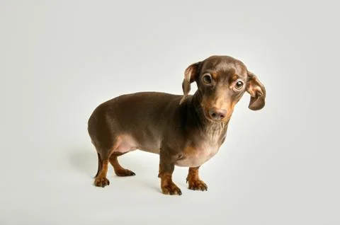 Miniature dachshund looking at camera Foto stock