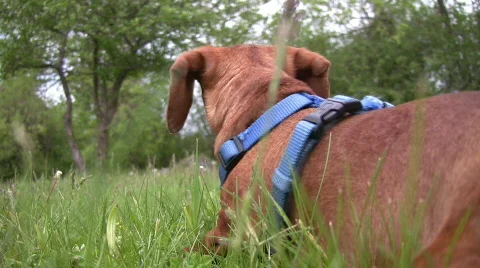 Miniature Dachshund lying down and alert Stock Footage 711207