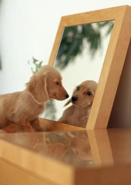 Miniature Dachshund Stock Photos