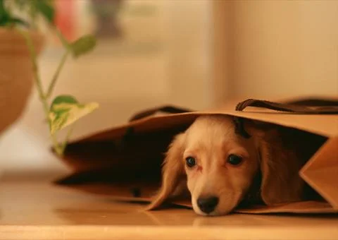 Miniature Dachshund Stock Photos
