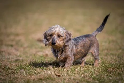Miniature Dachshund Stock Photos