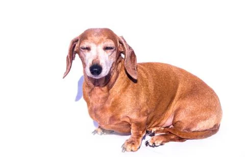 Miniature Dachshund Resting Stock Photos