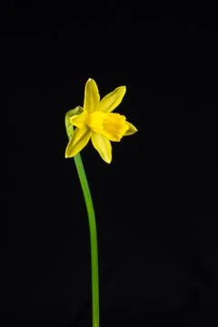 Miniature daff Stock Photos