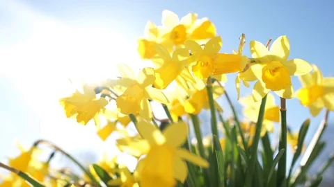 Miniature Daffodil, Camera Track From Left To Right, Close-Up Shot Backlit 스톡 동영상 94215610