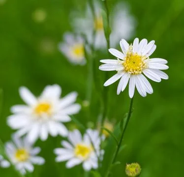 Miniature  Daisy Fotos de archivo