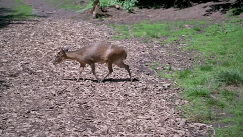 Miniature deer looking for food on the ground in a wildlife park Stock Footage 133242545