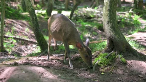 Miniature deer searches for food on forest floor 2 Stock Footage 133242582