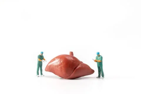 Miniature Doctor checking and analysis liver model on white background, Sci.. Stock Photos