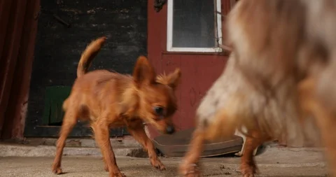 Miniature dogs fighting Vidéo 106095186