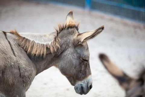 Miniature Donkey Stock Photos