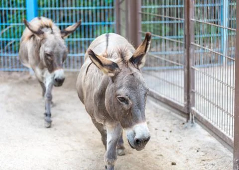Miniature Donkey Stock Photos