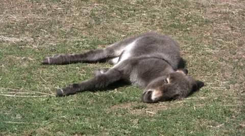 Miniature donkey resting on grass Stock Footage 27936824