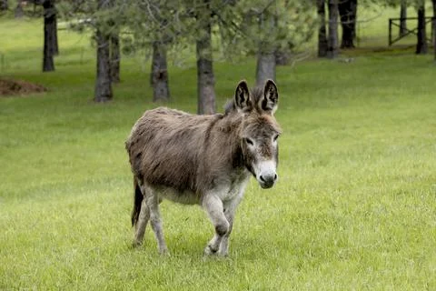 Miniature donkey walks in grass. Stock Photos