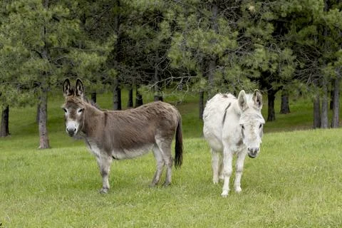 Miniature donkeys looking at the camera. Stock Photos