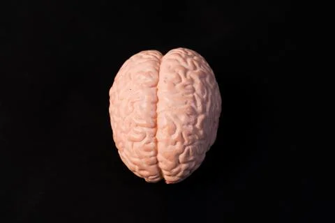 Miniature educational model of a human brain showing hemispheres and gyri s.. Stock Photos
