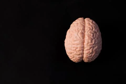 Miniature educational model of a human brain showing hemispheres and gyri s.. Stock Photos