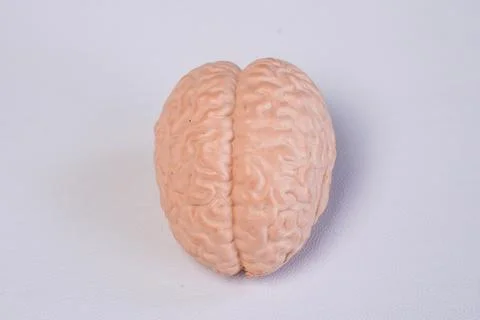 Miniature educational model of a human brain showing hemispheres and detail.. Stockfoto's