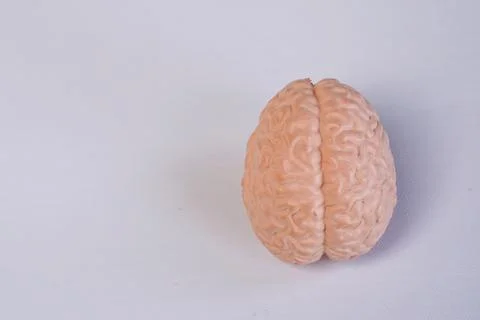 Miniature educational model of a human brain showing hemispheres and detail.. Stock Photos
