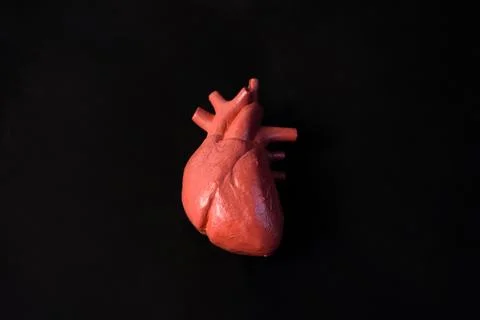 Miniature educational model of a human heart with detailed arteries and vei.. Stock Photos