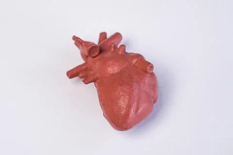 Miniature educational model of a human heart with detailed vessels, aorta, .. Stock Photos