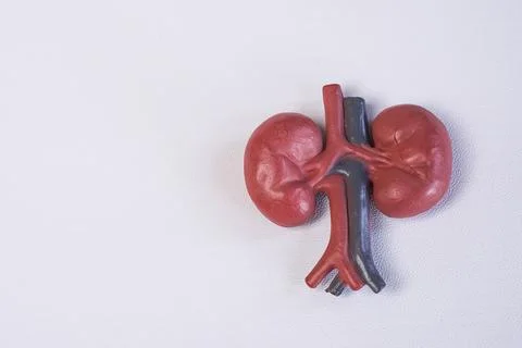 Miniature educational model of human kidneys highlighting renal arteries an.. Stock Photos