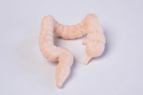 Miniature educational model of a human large intestine (colon) showing its .. Stock Photos