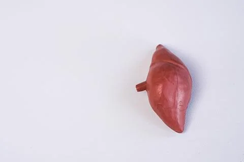 Miniature educational model of a human liver showing the anatomical lobes a.. Stock Photos