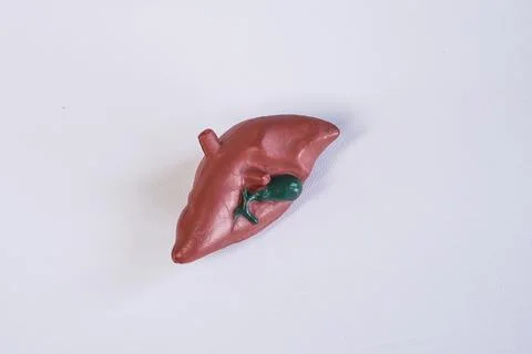 Miniature educational model of a human liver with a green gallbladder and b.. Stock Photos