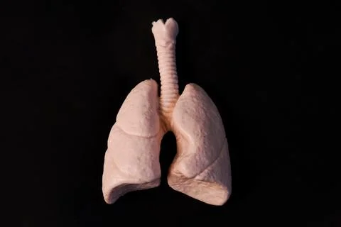 Miniature educational model of human lungs and trachea showing anatomical l.. Stock Photos