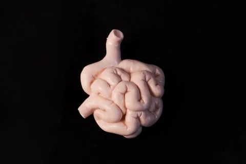 Miniature educational model of a human small intestine showing its folded a.. Stock Photos