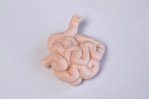 Miniature educational model of a human small intestine showing its folded a.. Stock Photos