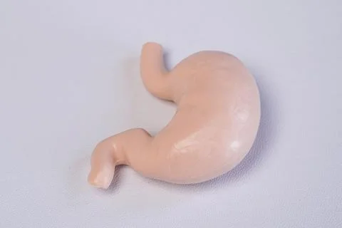 Miniature educational model of a human stomach showing its curves and struc.. Stock Photos