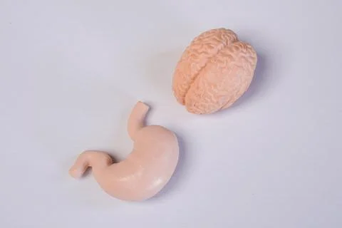 Miniature educational models of a human brain and stomach arranged together.. Stockfoto's