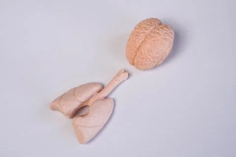 Miniature educational models of a human brain and lungs with trachea arrang.. Stockfoto's