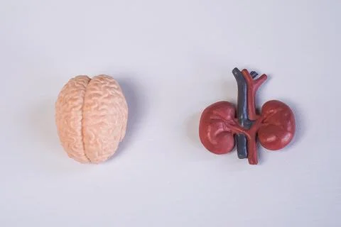 Miniature educational models of a human brain and kidneys with blood vessel.. Stockfoto's