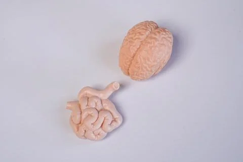 Miniature educational models of a human brain and small intestine arranged .. Stockfoto's