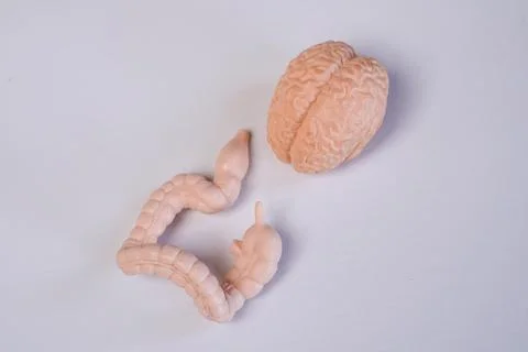 Miniature educational models of a human brain and large intestine (colon) a.. Stockfoto's