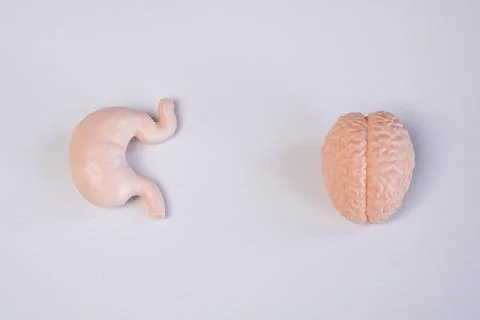 Miniature educational models of a human brain and stomach arranged together.. Stockfoto's